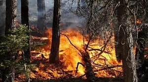 Regione Piemonte - Stato di massima pericolosità per incendi boschivi dal 16 gennaio 2022